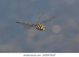 Attēlu rezultāti vaicājumam “Aeshna juncea male”