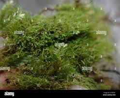 Attēlu rezultāti vaicājumam “Platydictya jungermannioides”