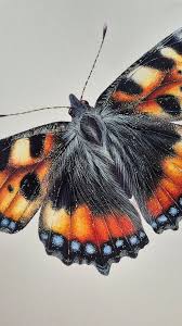 Image result for Small Tortoiseshell