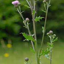 Attēlu rezultāti vaicājumam “Cirsium arvense leaf”