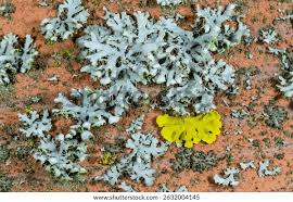 Attēlu rezultāti vaicājumam “Phaeophyscia orbicularis”