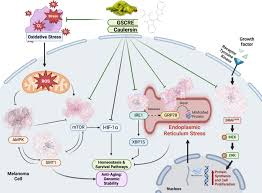 Attēlu rezultāti vaicājumam “Lycogala asperum macro”