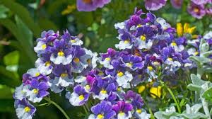 Image result for Elfenspiegel