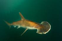 Image result for Sphyrna media