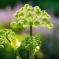 Image result for Angelica archangelica