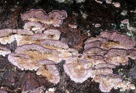 Attēlu rezultāti vaicājumam “Trichaptum abietinum”