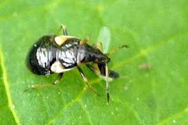 Attēlu rezultāti vaicājumam “Anthocoris nemorum”