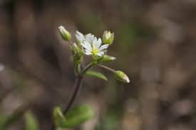 Attēlu rezultāti vaicājumam “Cerastium holosteoides leaf”