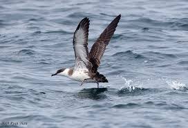 Image result for Puffinus gravis