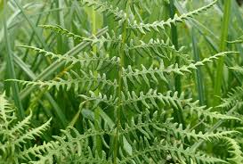 Attēlu rezultāti vaicājumam “Thelypteris palustris”