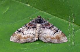 Attēlu rezultāti vaicājumam “Catarhoe cuculata”