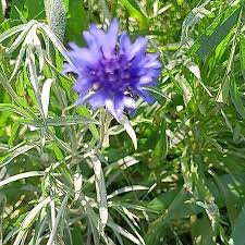 Image result for Centaurea cyanus