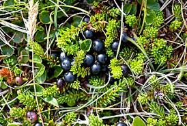 Attēlu rezultāti vaicājumam “Empetraceae”