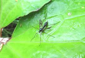 Attēlu rezultāti vaicājumam “Ptychoptera sp. female”