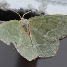 Attēlu rezultāti vaicājumam “Hemithea aestivaria”