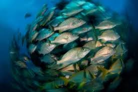 Image result for Haemulon album