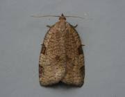 Attēlu rezultāti vaicājumam “Lozotaenia forsterana”