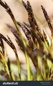 Attēlu rezultāti vaicājumam “Carex digitata flower”