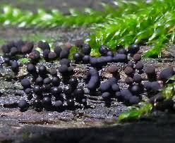 Attēlu rezultāti vaicājumam “Comatricha pulchella spores”