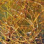 Attēlu rezultāti vaicājumam “Stuckenia filiformis flower”