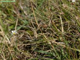 Attēlu rezultāti vaicājumam “Linum catharticum fruit”