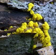 Attēlu rezultāti vaicājumam “Lindbladia tubulina spores”