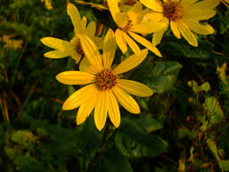 Attēlu rezultāti vaicājumam “Helianthus tuberosus”