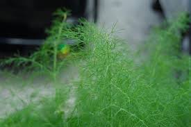 Attēlu rezultāti vaicājumam “Anethum graveolens leaf”