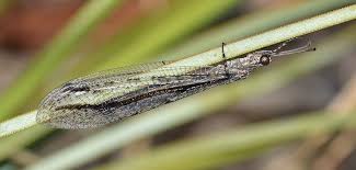 Attēlu rezultāti vaicājumam “Neuroptera”