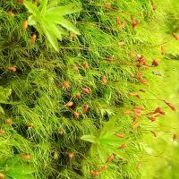 Attēlu rezultāti vaicājumam “Dicranella staphylina”