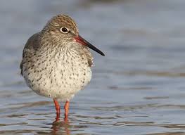 Attēlu rezultāti vaicājumam “Tringa totanus adult”