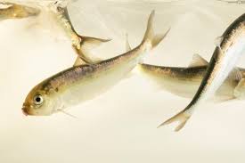 Image result for Alosa pseudoharengus