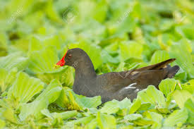 Attēlu rezultāti vaicājumam “Gallinula chloropus adult”