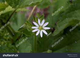 Attēlu rezultāti vaicājumam “Myosoton aquaticum”