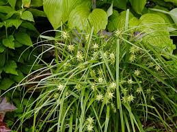 Attēlu rezultāti vaicājumam “Carex globularis flower”
