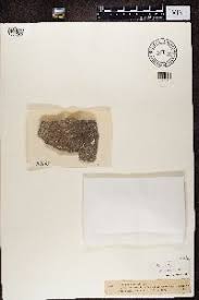 Attēlu rezultāti vaicājumam “Chaenotheca gracilenta”