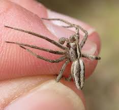 Attēlu rezultāti vaicājumam “Pisaura mirabilis male”