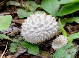 Attēlu rezultāti vaicājumam “Lycoperdon echinatum”