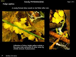 Attēlu rezultāti vaicājumam “Fuligo septica var. candida plasmodium”