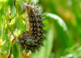 Attēlu rezultāti vaicājumam “Melitaea didyma male”