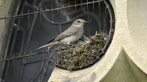 Attēlu rezultāti vaicājumam “Muscicapa striata nest”