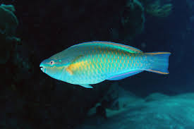 Image result for Scarus taeniopterus