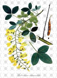 Attēlu rezultāti vaicājumam “Laburnum alpinum fruit”