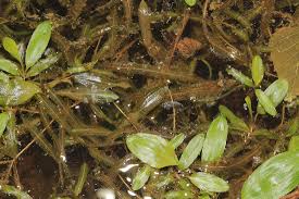 Attēlu rezultāti vaicājumam “Potamogeton gramineus”