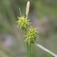 Attēlu rezultāti vaicājumam “Carex viridula fruit”