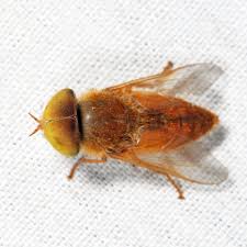 Attēlu rezultāti vaicājumam “Atylotus sp.”