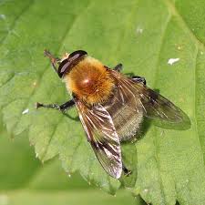 Attēlu rezultāti vaicājumam “Arctophila superbiens”