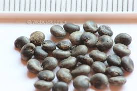 Attēlu rezultāti vaicājumam “Phytolacca acinosa fruit”