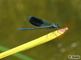 Attēlu rezultāti vaicājumam “Calopterygidae”