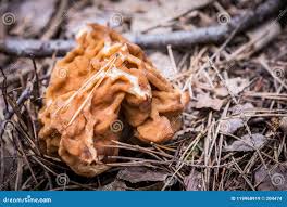 Attēlu rezultāti vaicājumam “Gyromitra gigas”